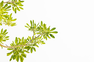 Green leaf isolated on white background.