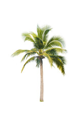 Fototapeta na wymiar coconut tree on white background 