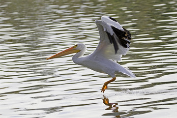 Bird white pelican take-off from lake