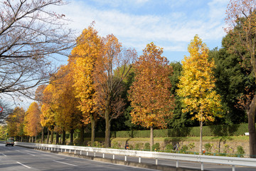 Obraz premium 赤坂御用地の紅葉