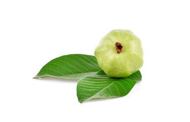 Guava (Psidium Guajava) leaf isolated on white background