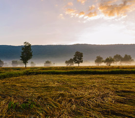 agriculture and sunrise at rural scene