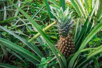 Obraz premium Pineapple tropical fruit, Planting to increase productivity in the rubber plantations