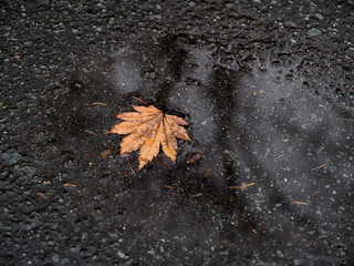 水たまりに落ち葉　小枝の反射