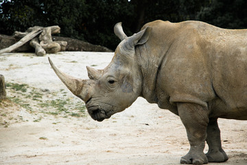 Fototapeta premium Rhinoceros