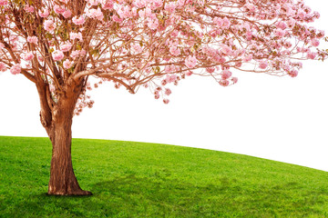 Fototapeta na wymiar Pink trumpet tree or Rosy trumpet tree, Pink tecoma tree.