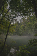 Fototapeta premium 霧の中の沼地