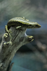 Skink