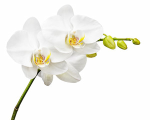 Obraz na płótnie Canvas Three day old white orchid isolated on white background. Closeup.