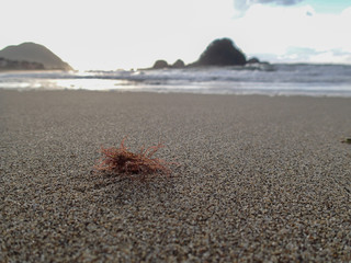 海の藻屑