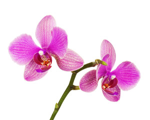 Fototapeta na wymiar Very rare purple orchid isolated on white background. Closeup.