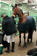 horse in the stables after the show jumping competition - obrazy, fototapety, plakaty