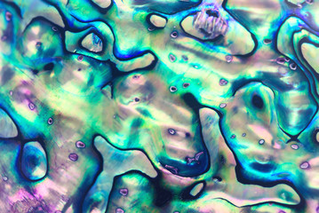 Close up background of abalone shell, haliotis