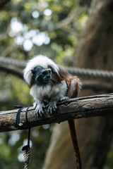 Cotton-top Tamarin