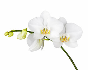 Obraz na płótnie Canvas Three day old white orchid isolated on white background. Closeup.