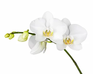 Foto op Canvas Three day old white orchid isolated on white background. Closeup. © GLandStudio