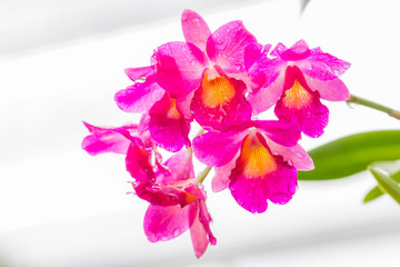 Abstract of pink orchid.