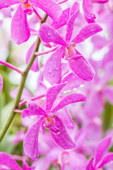 Purple orchid (Mokara) in farm.