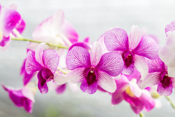Purple orchids on vintage style.