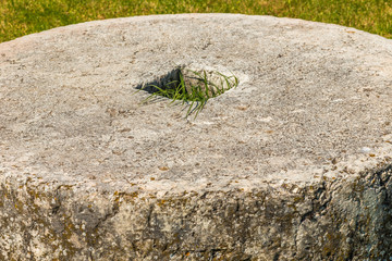 grass in ancient millstone
