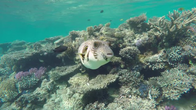 Black Spotted or Dog Faced Puffer fish (Arothron nigropunctatus)  in Red Sea, Egypt, 4k
