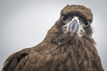 Águila mirando fijamente de frente