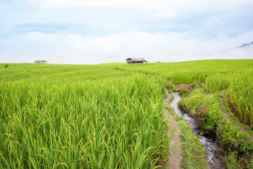 rice field scenery with morning fog
