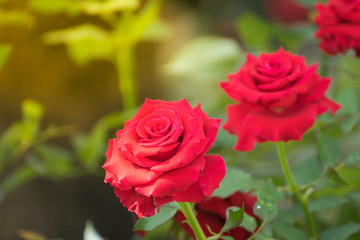 Beautiful red rose flower
