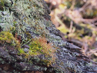 コケ類