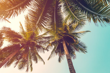 Naklejka na ściany i meble coconut palm tree and sky on beach. Vintage palm on beach in sum