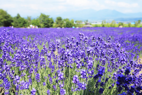Fototapeta 富良野のラベンダー畑 北海道 日本