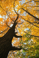 The ginkgo leaves to go on yellow / The ginkgo leaves to go on yellow in Korea Seoul 