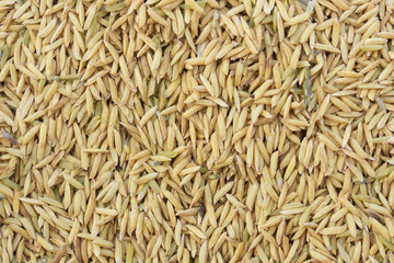 Yellow paddy jasmine rice for background texture