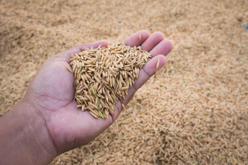 Rice on dark farmer hand