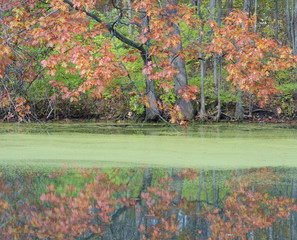 623-42 Maple & Duckweed Autumn