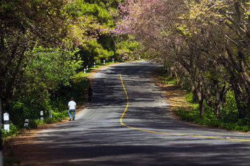 sakura road