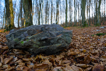 stone lying in the woods