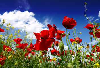 Obraz premium Summer wildflowers and clouds