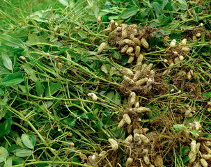 peanuts  plant in farmland
