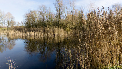 Teich im Schilfg&uuml;rtel
