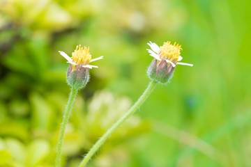 flower grass at relax morning time