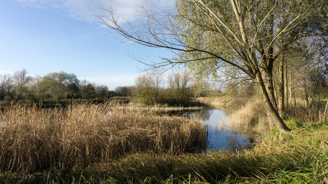 Blick aufs Wasser , Schilfguertel,  Baeume und blauem Himmel mit Wolken im Herbst