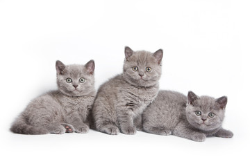 Funny kitten British cat (isolated on white)