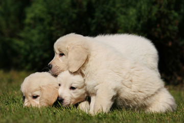 Labrador puppy dog on the grass in the sun