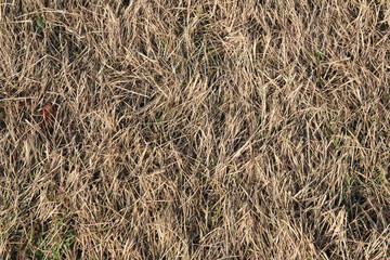 the faded turf grass / A texture view of the faded turf grass 