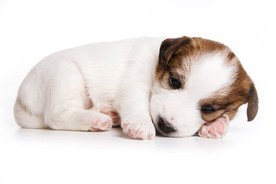 Puppy Dog Jack Russell Terrier sleeping (isolated on white)