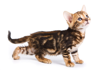 Obraz premium Funny Kitten Bengal cat (isolated on white)
