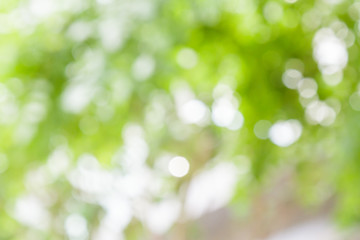 Obraz premium White and green nature bokeh circular shape, abstract background.