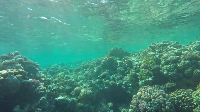 Many fish swim among corals in the Red Sea, Egypt, 4k
