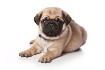 Puppy pug (isolated on white)